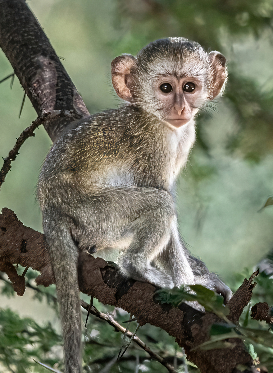 Baby Vervet Monkey