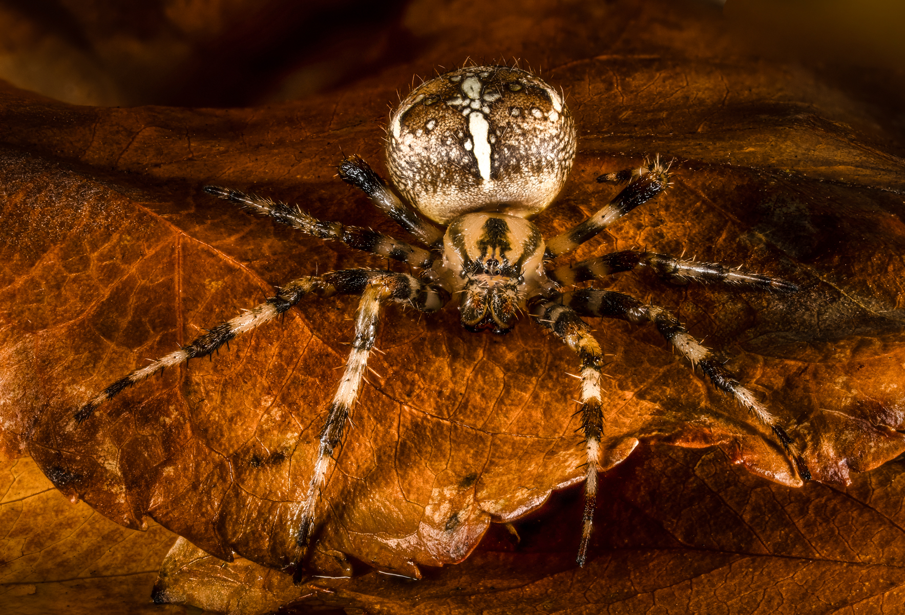 Garden Spider