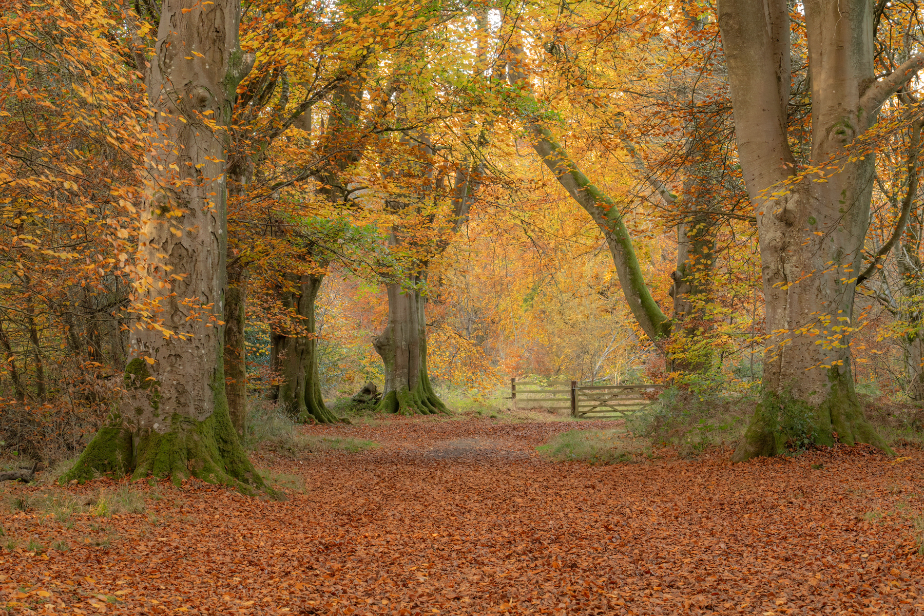 Savernake in the Autumn