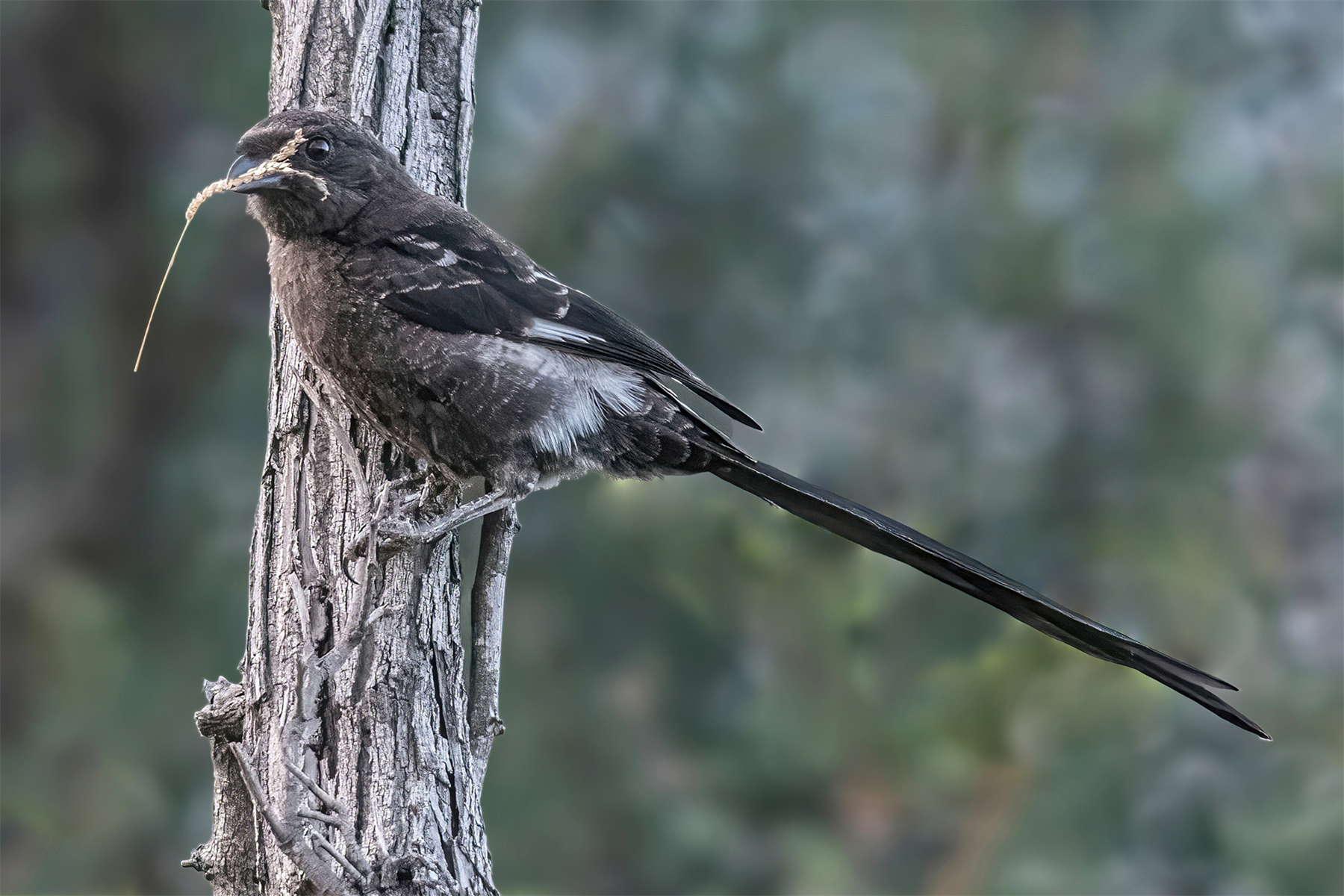 Immature Magpie Shrike