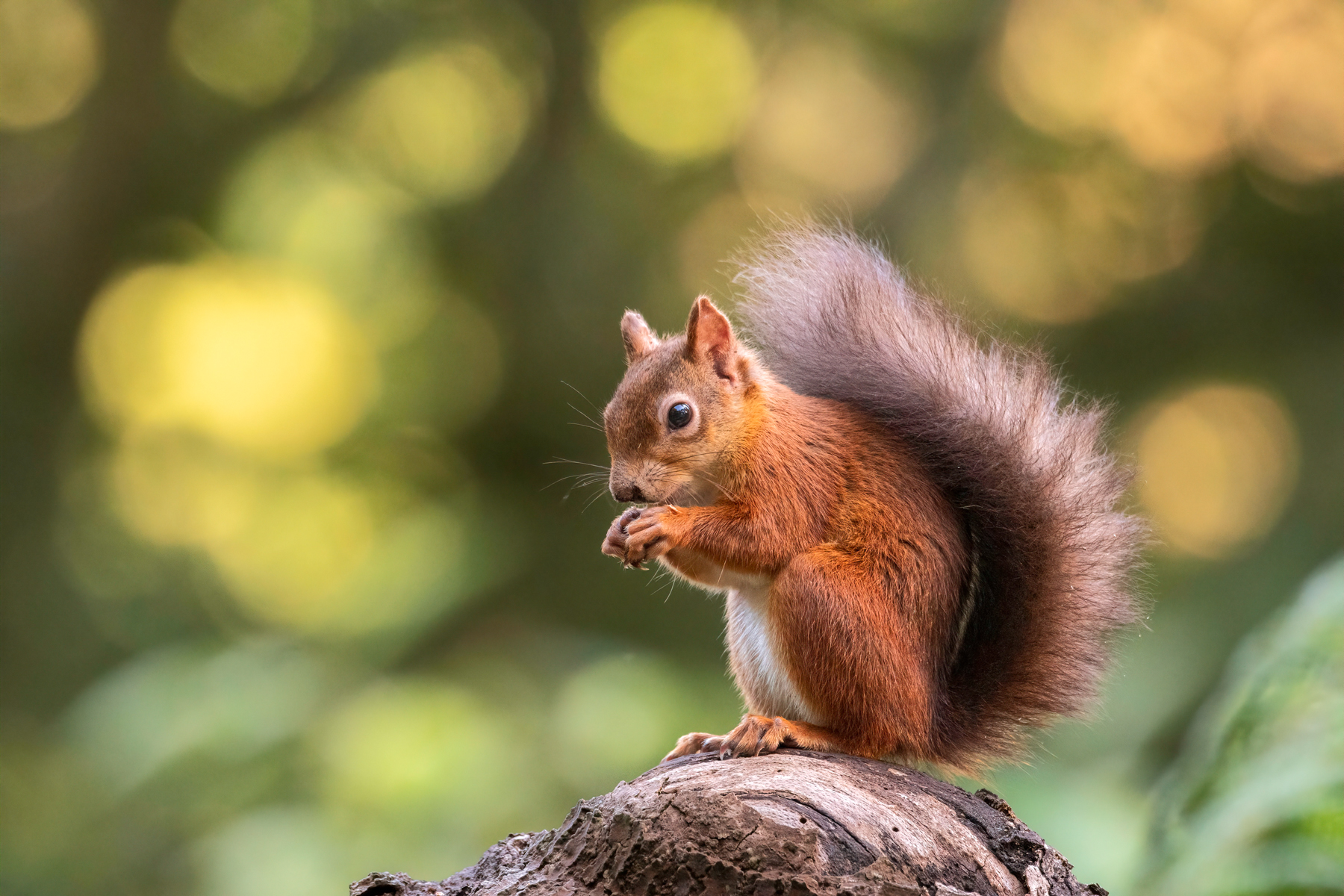 Red Squirell