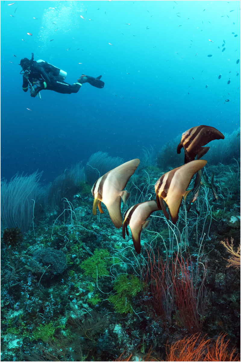 Kimbe Bommie, PNG