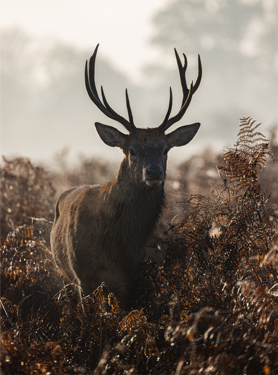 Bushy Morning Stag