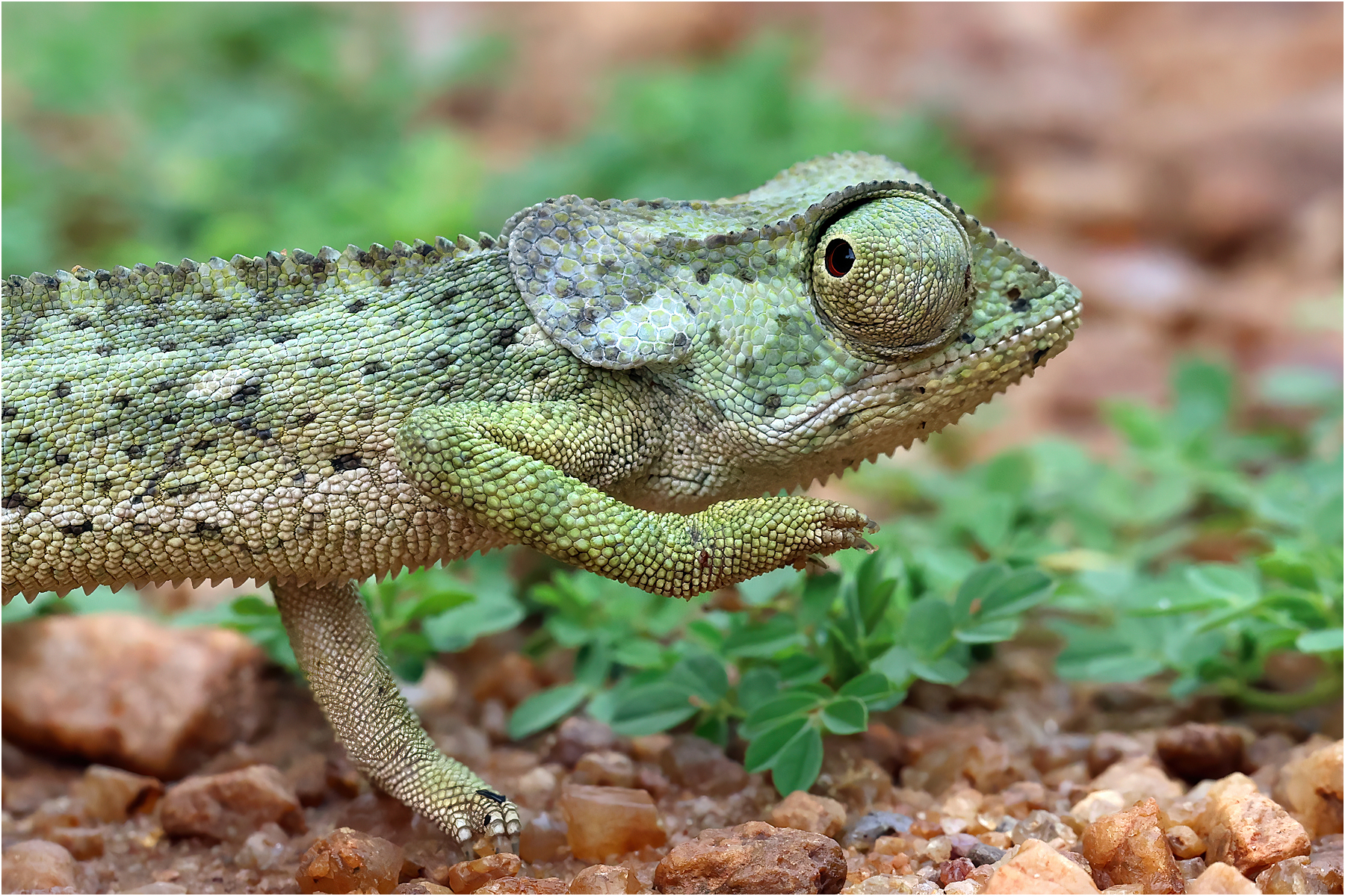 Cameleon on the march