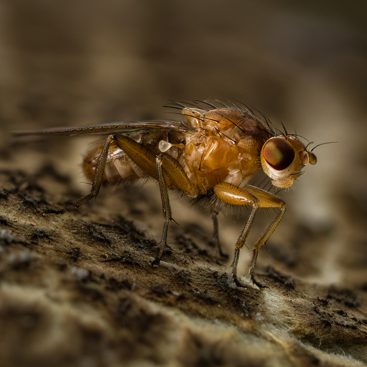 Fly on Fungi