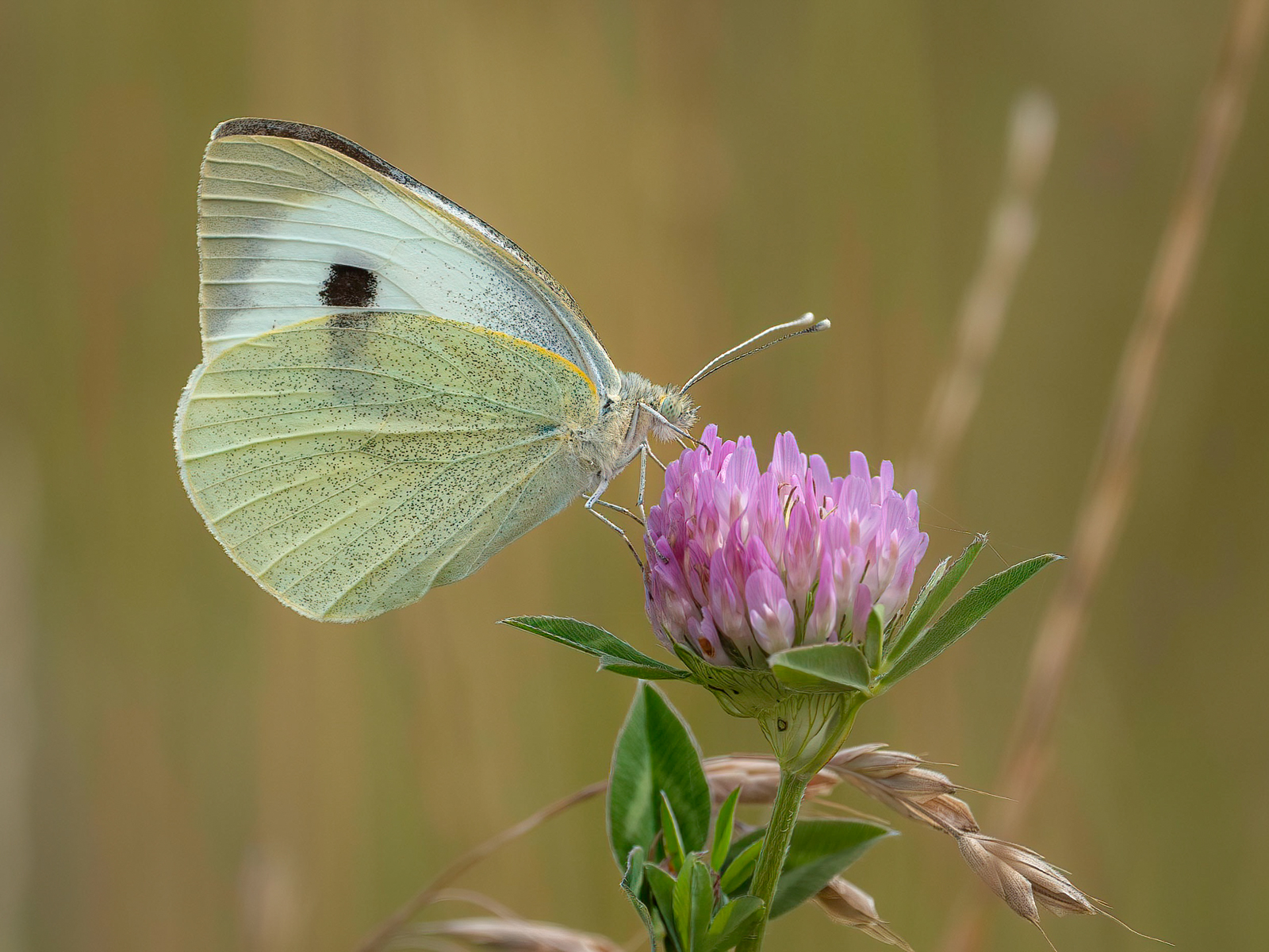 Large White