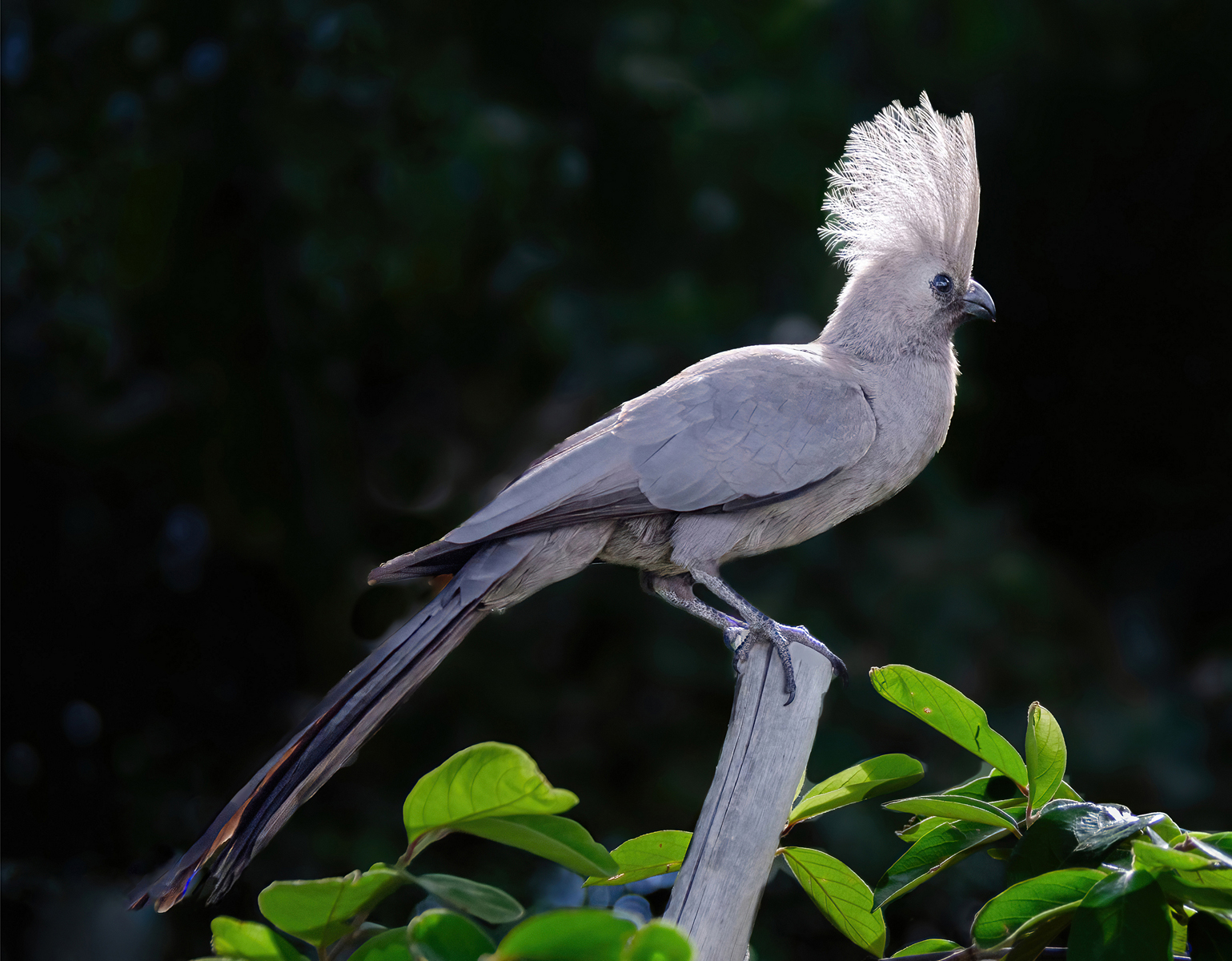 Grey Lourie