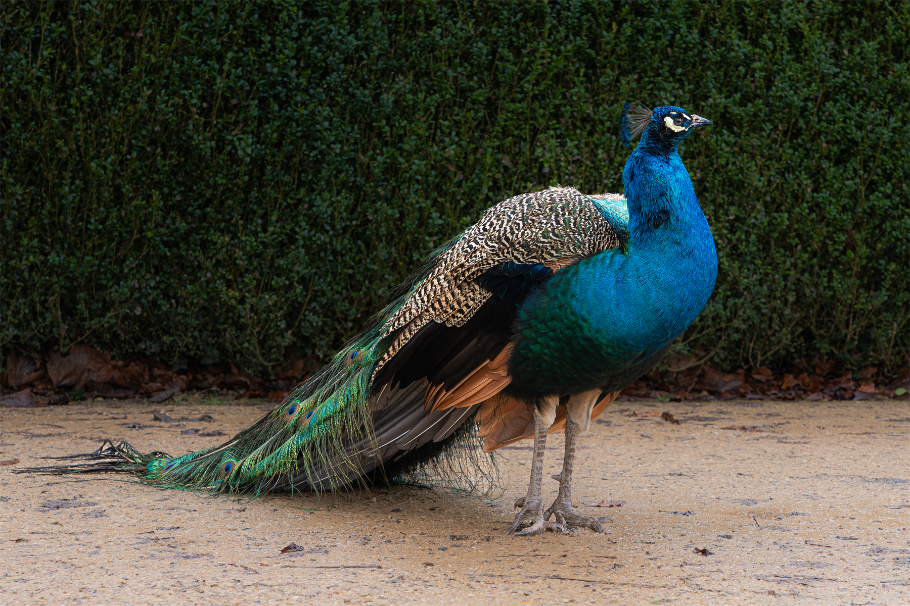 Newark Park Peacock