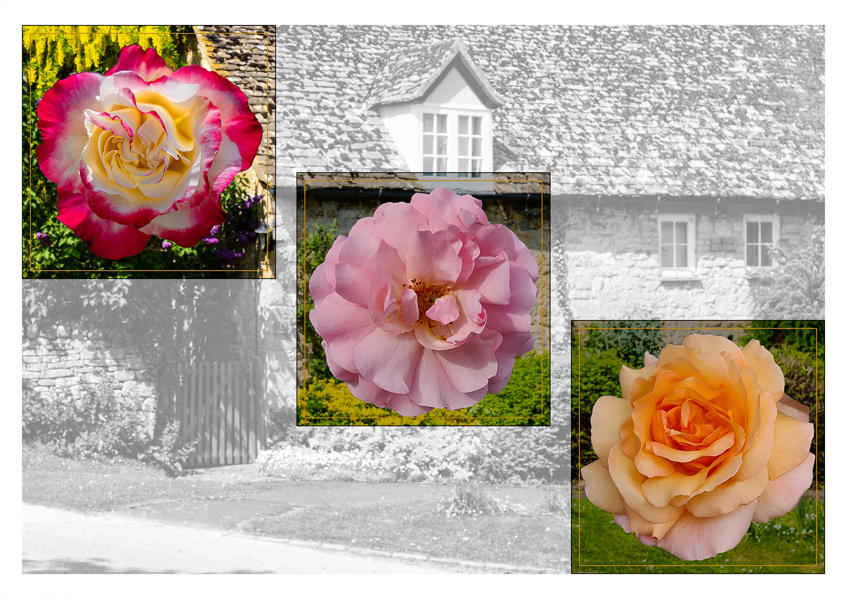 Cottage Roses