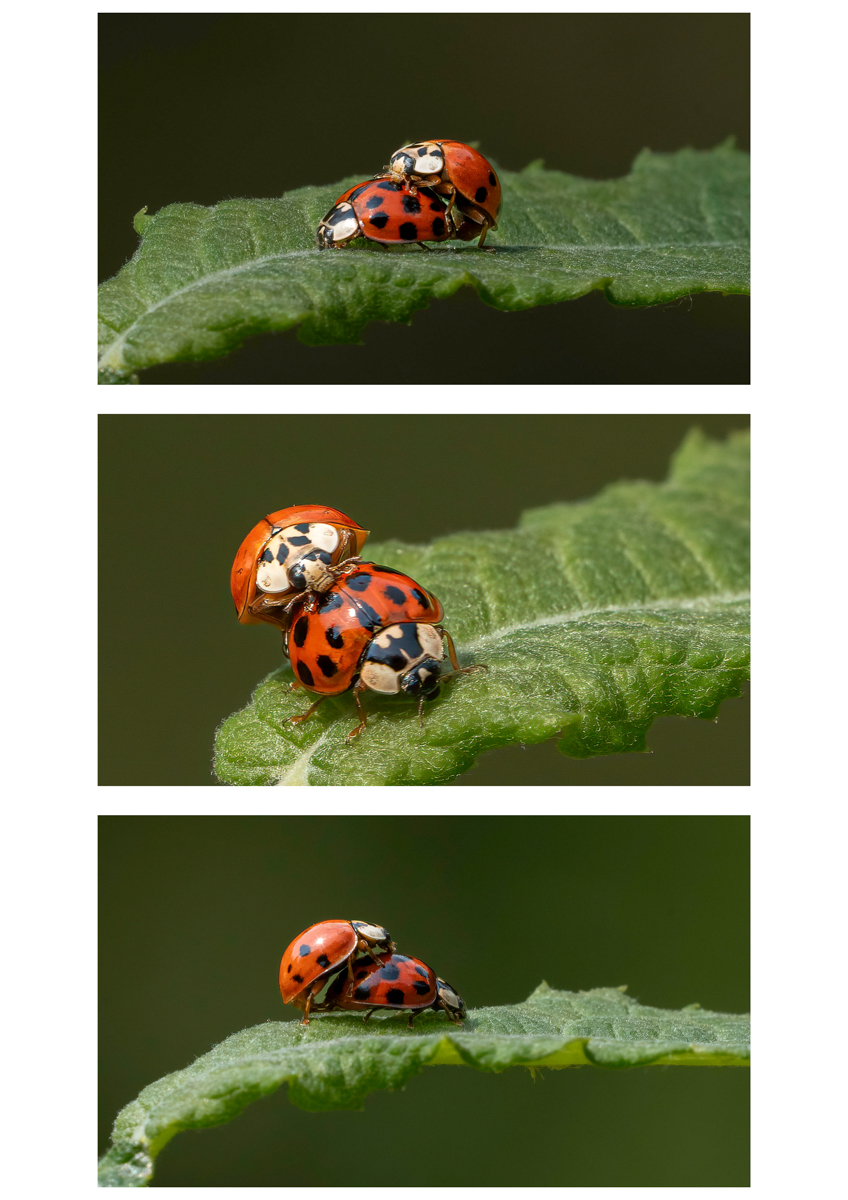 Ladybirds Triptych