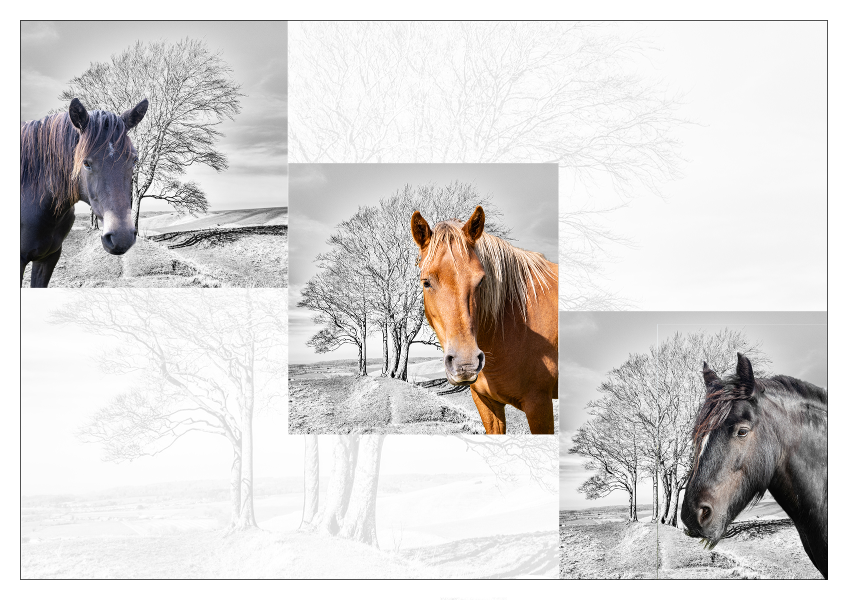 Horses 3