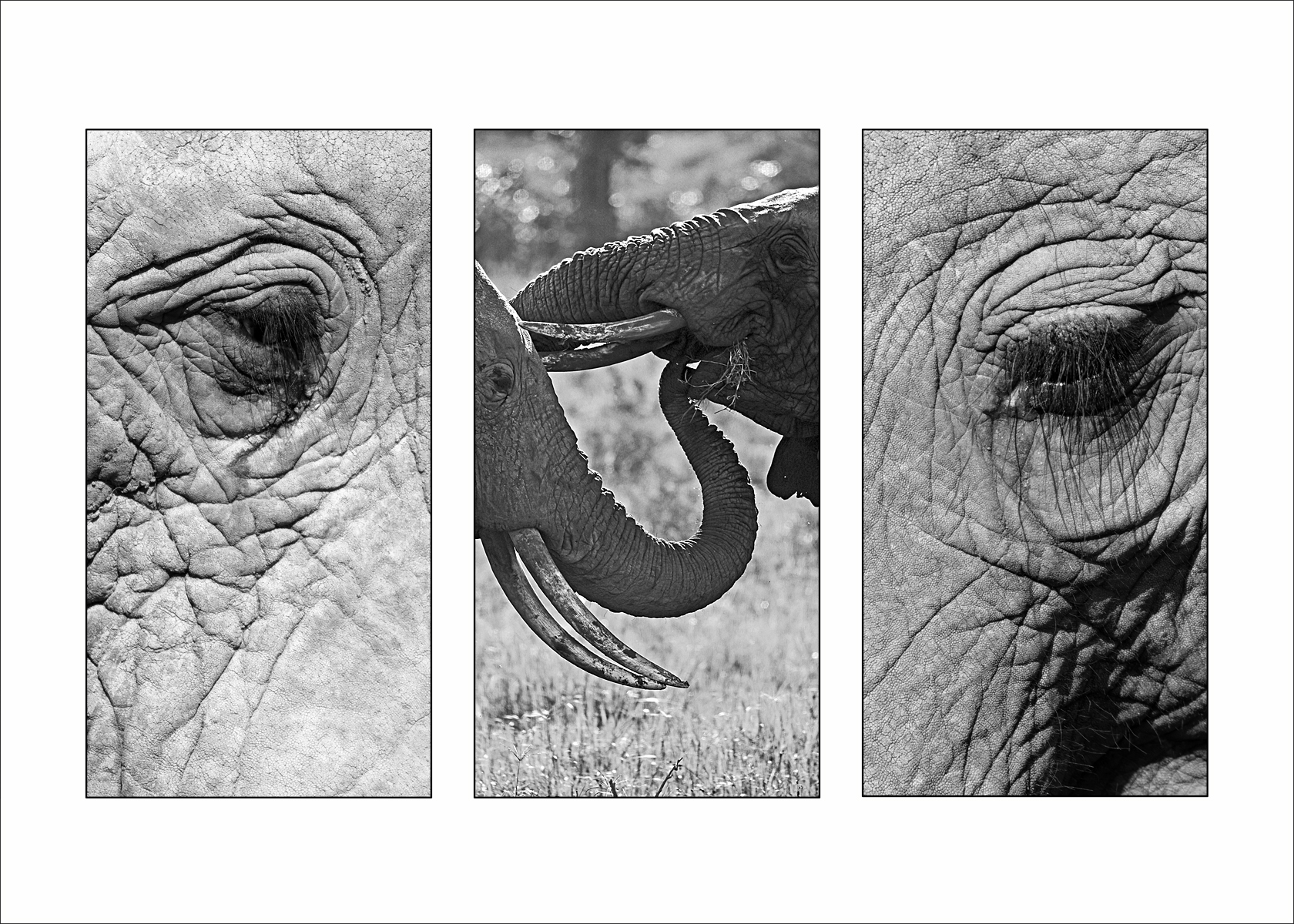 Elephants