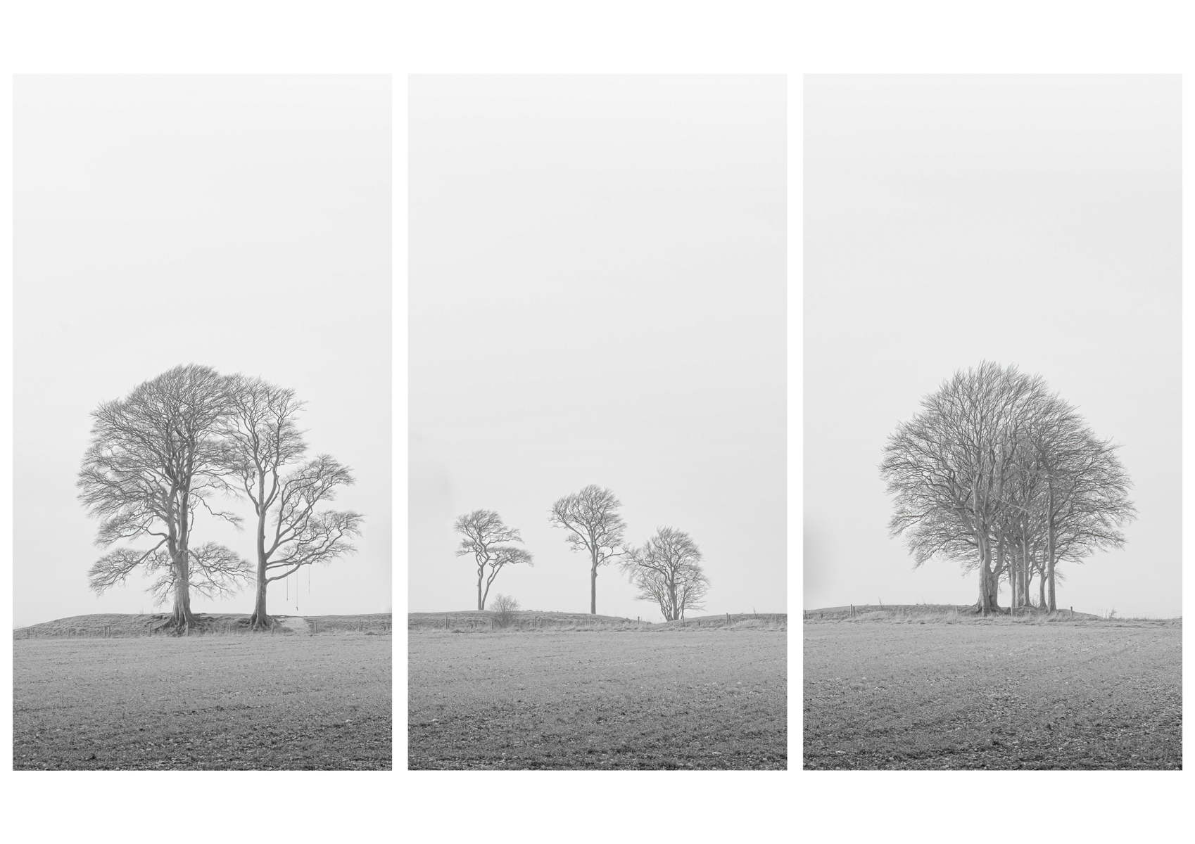 Roundway Trees Triptych