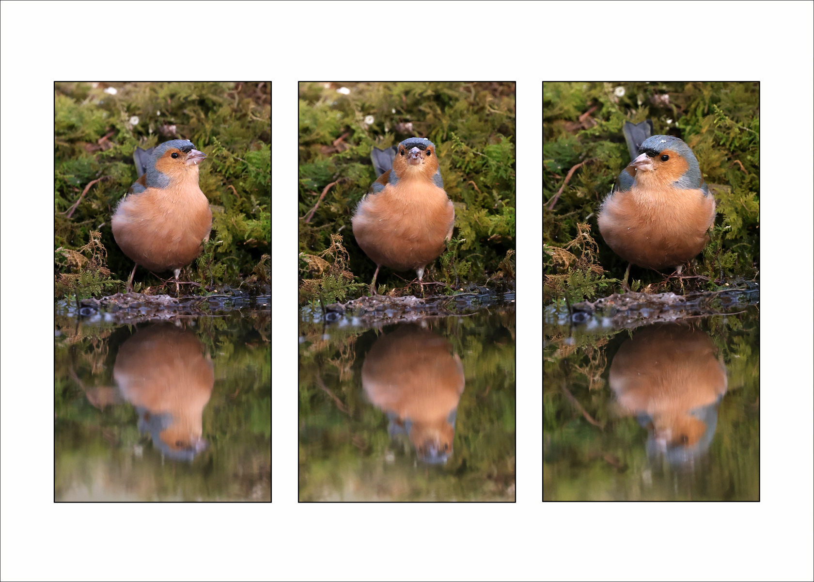 Chaffinch