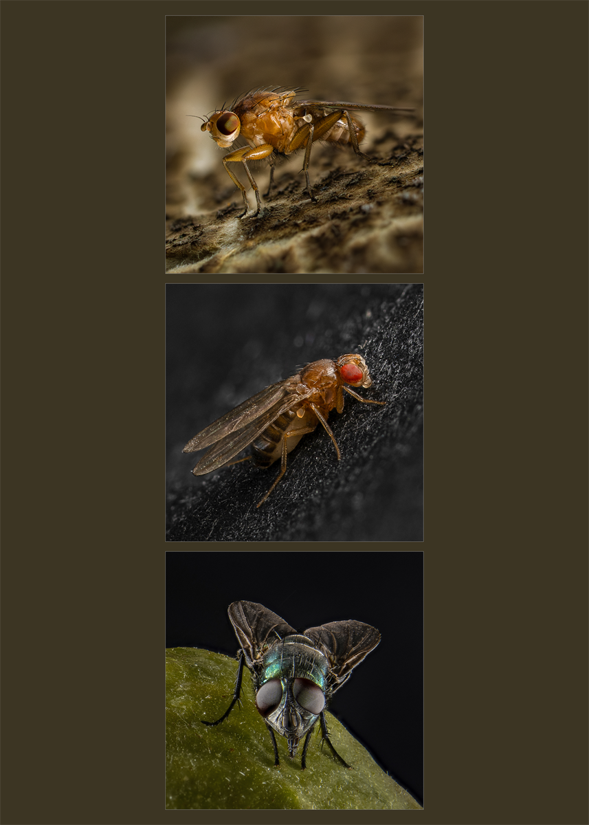Flies