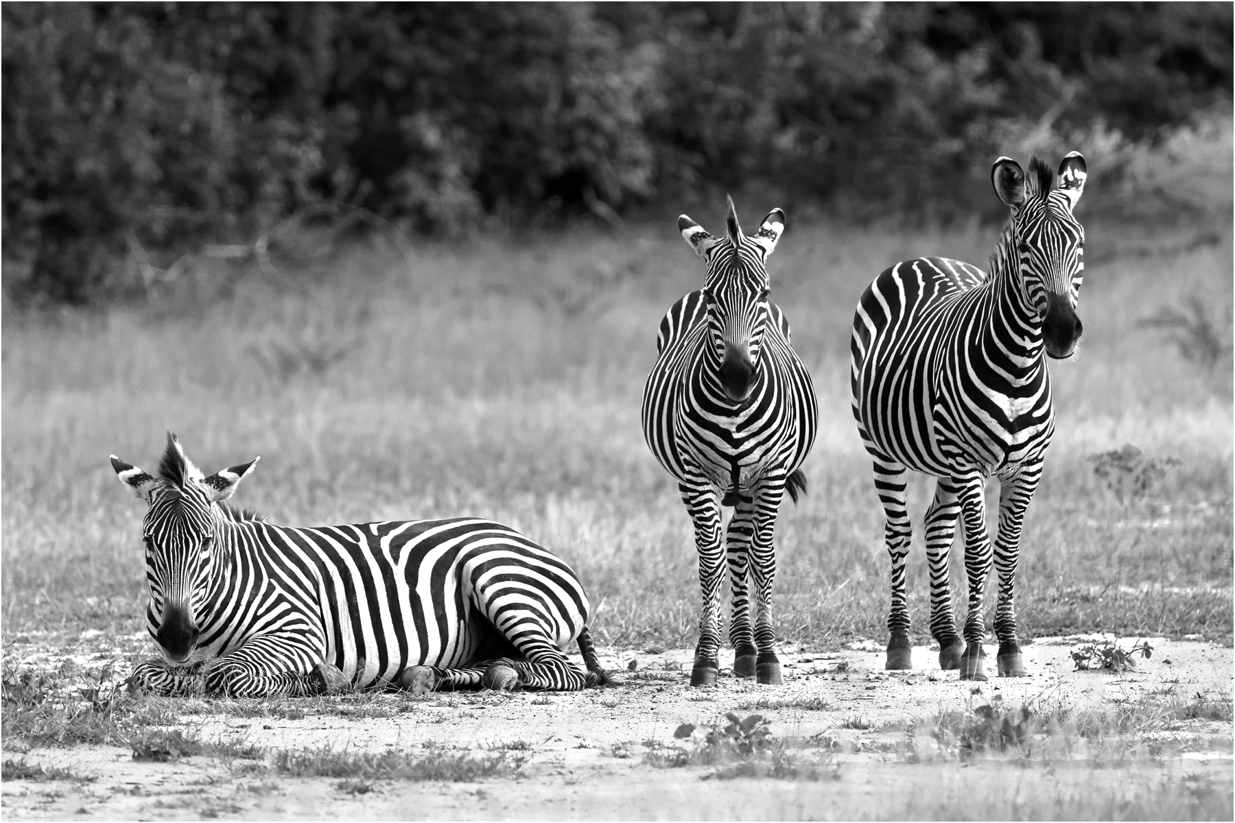 Stripey trio