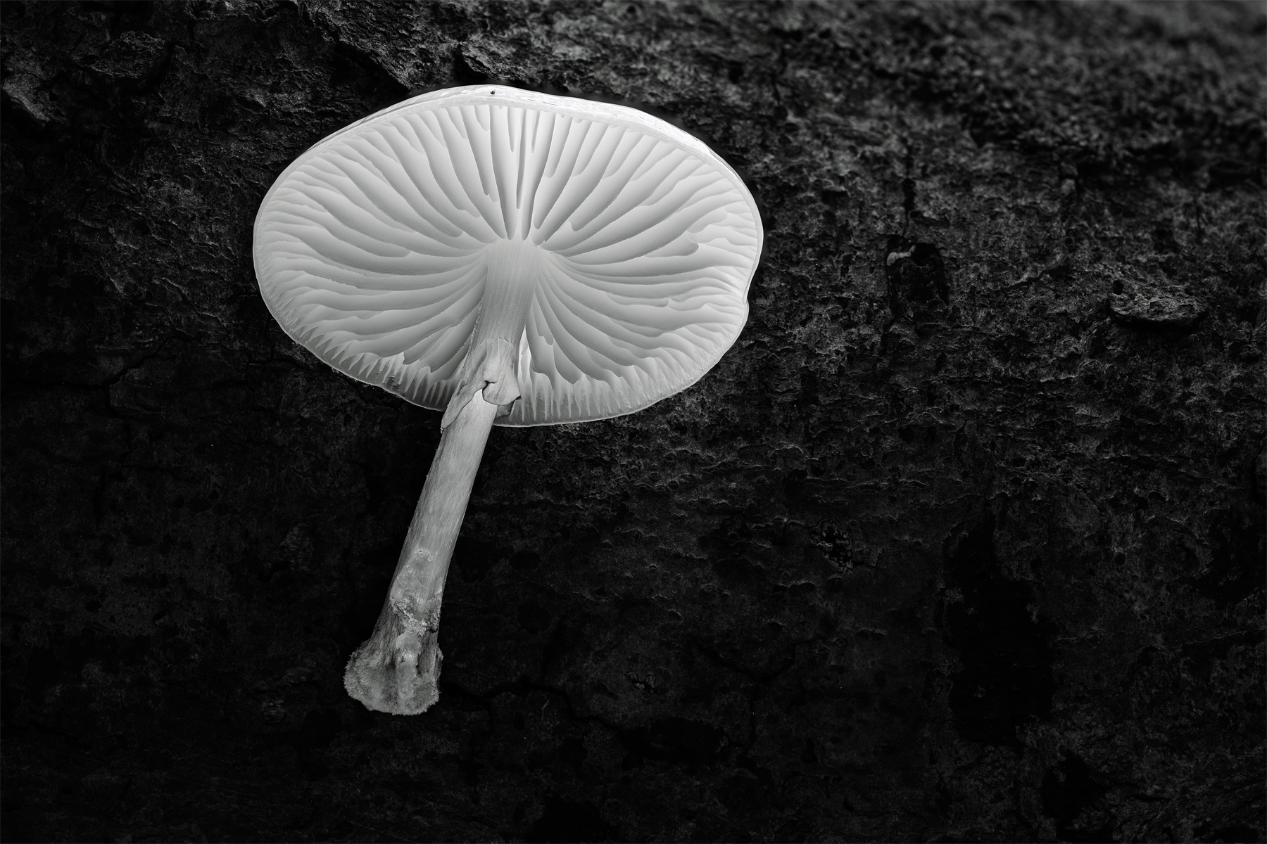 Porcelain Mushroom