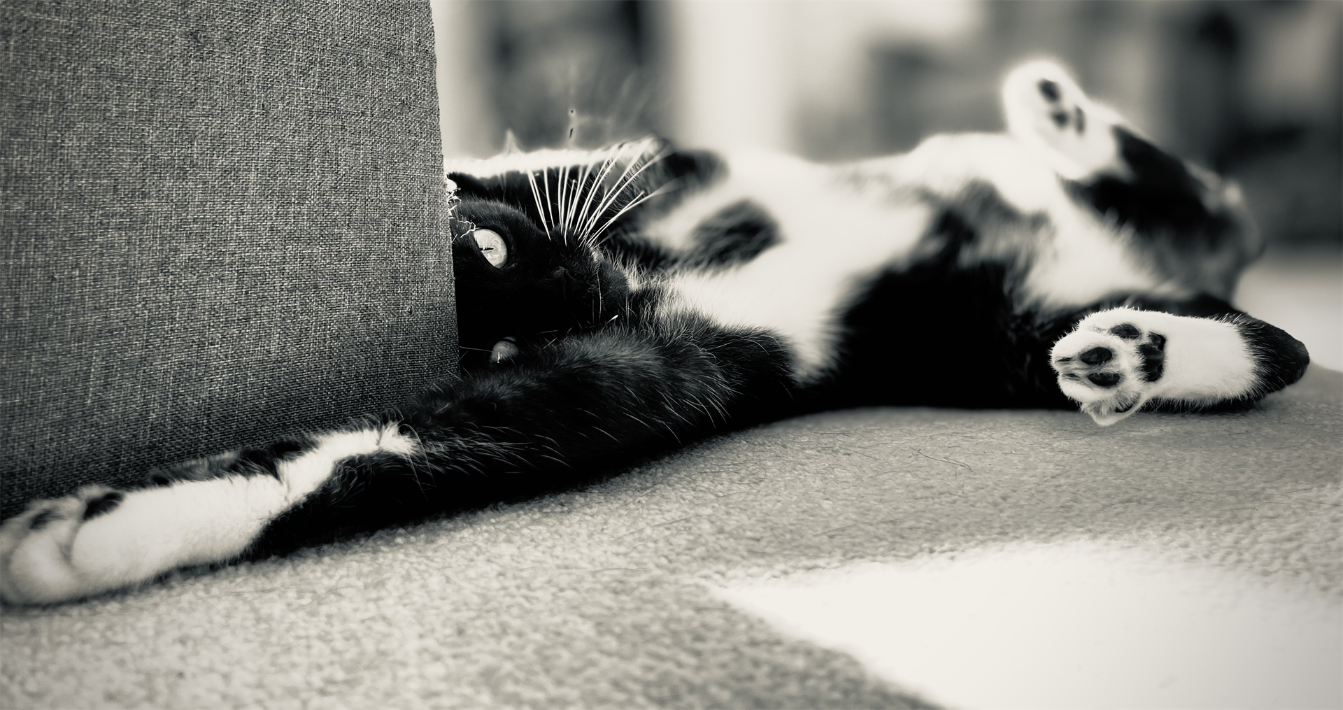 Mission Im-paw-ssible