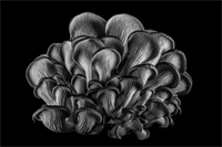Monochrome Digital Competition