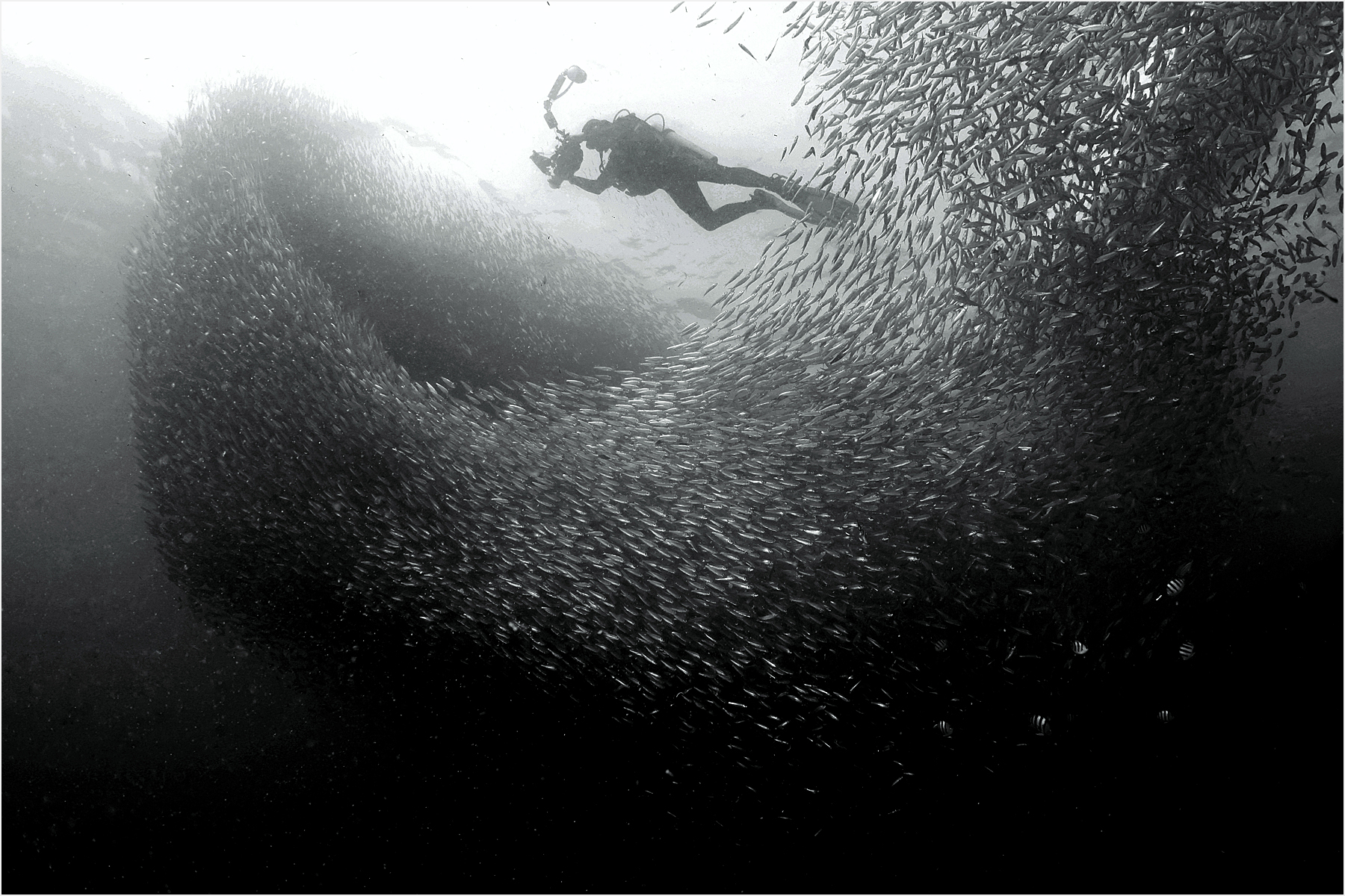 Photographing sardines