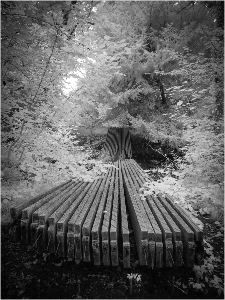 Wood in the woods