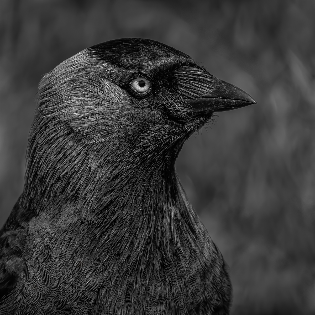 Beady Eyed
