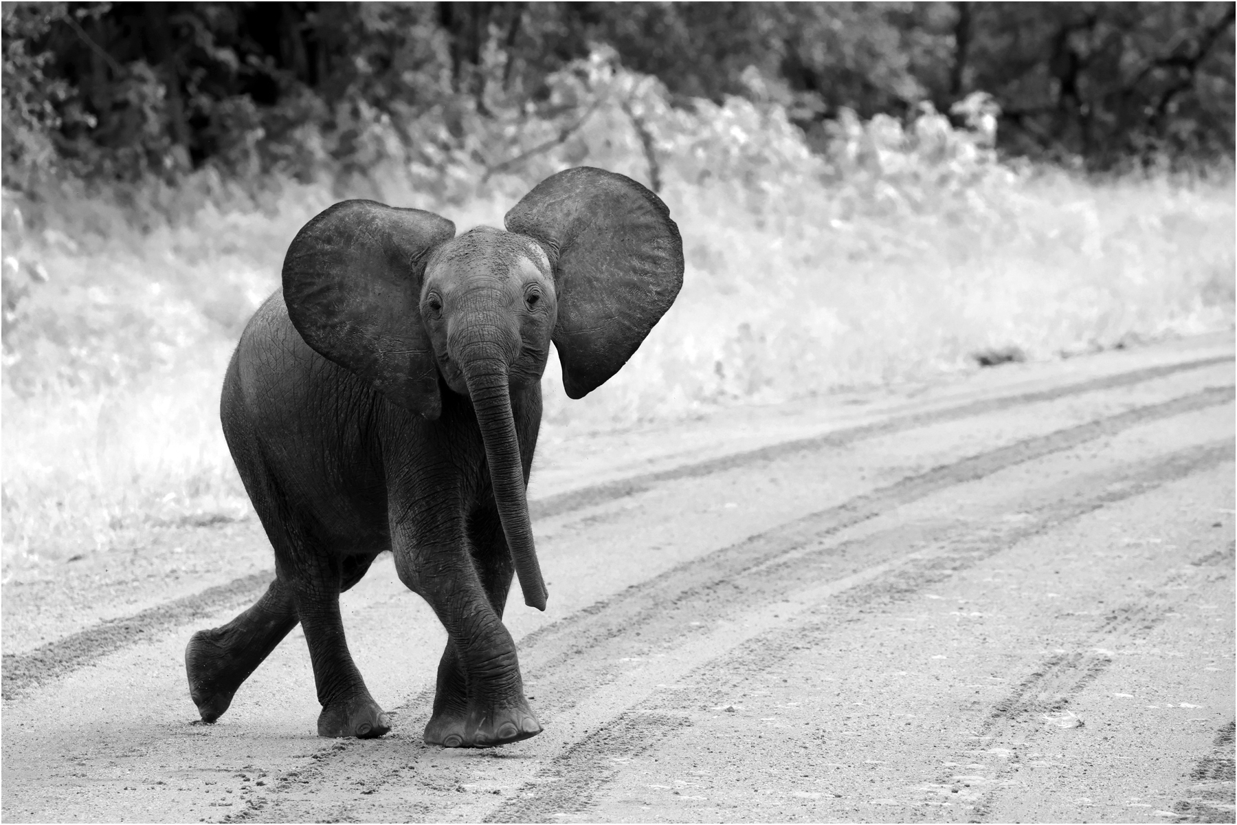 Crossing the road