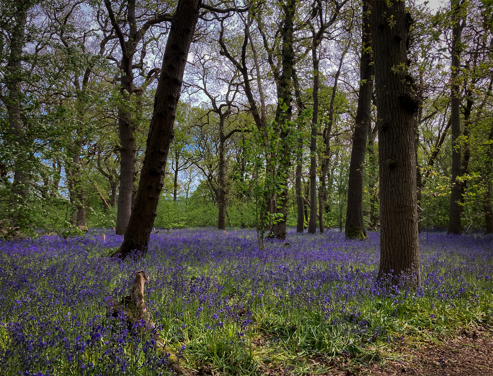Bluebells at Hagbourne Copse