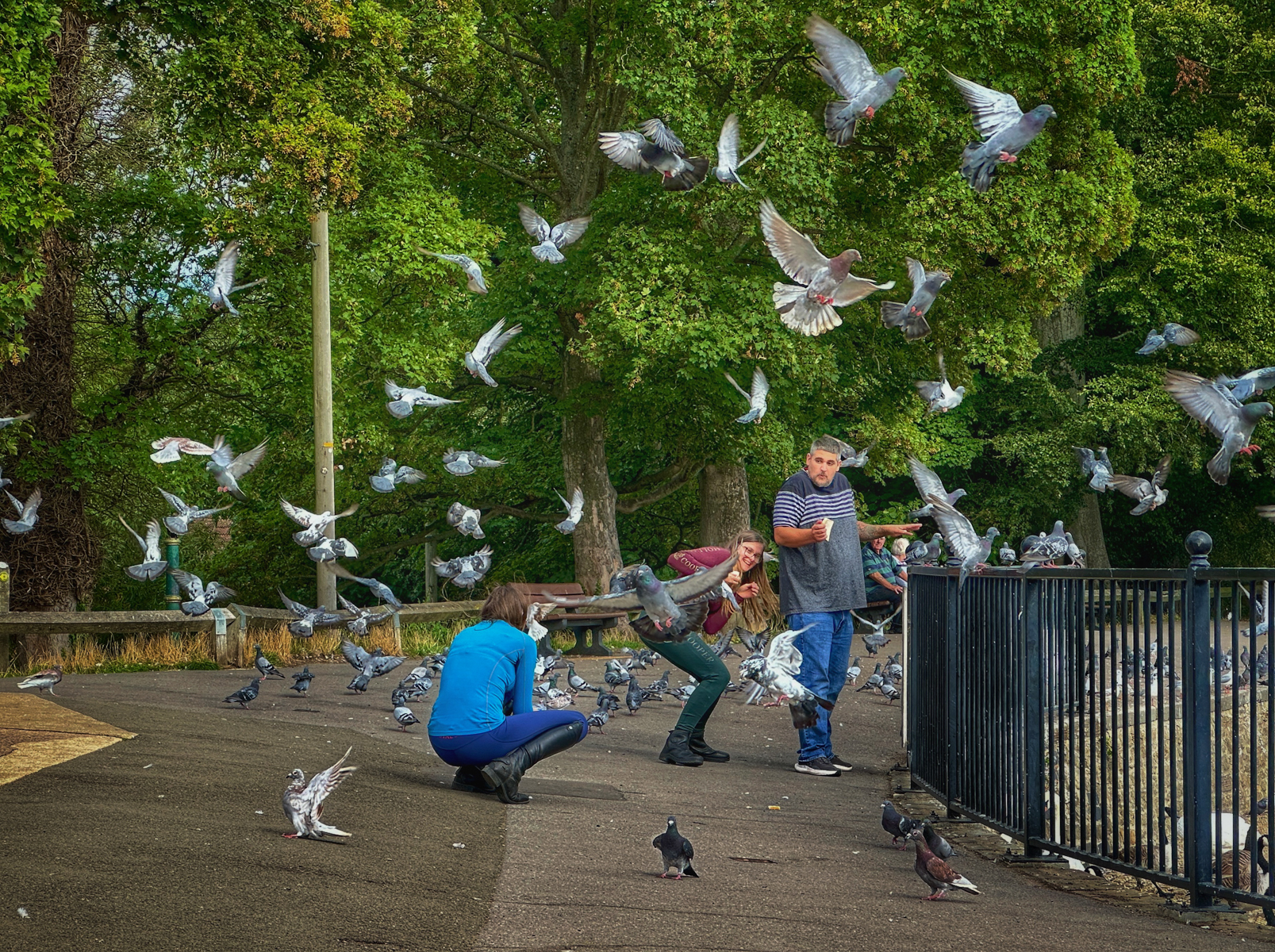 Dodging Pigeons