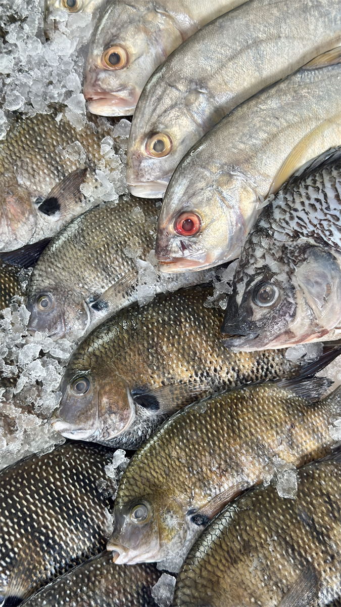 Swindon fresh fish