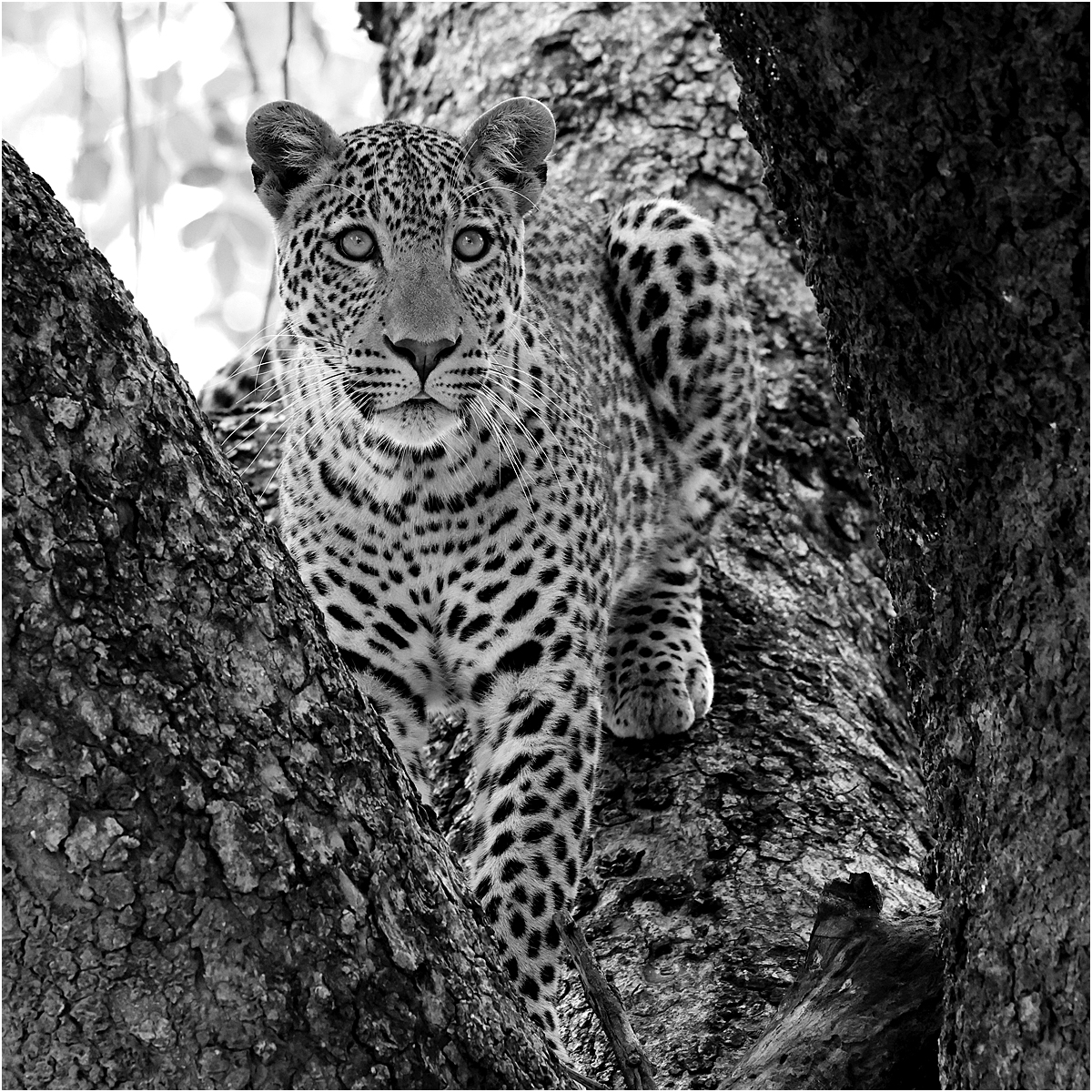 Leopard in a tree