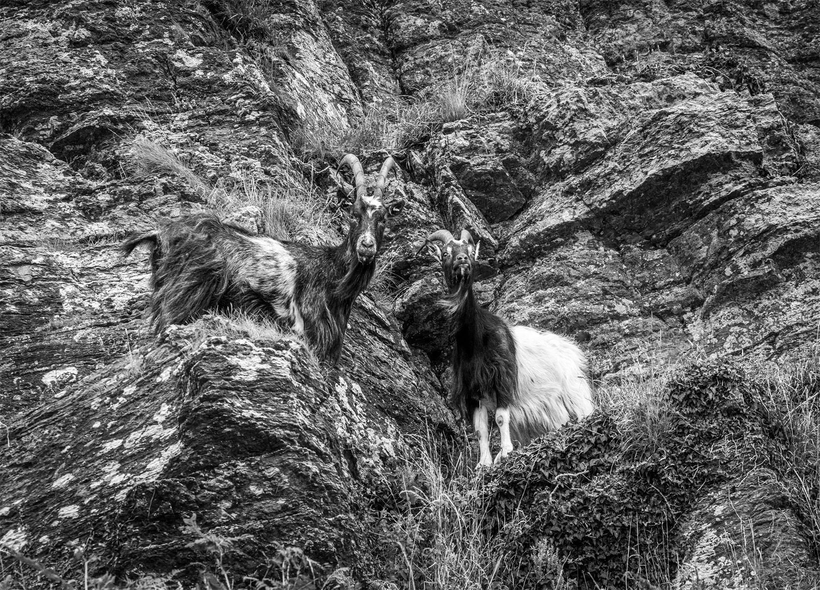Camouflaged goats