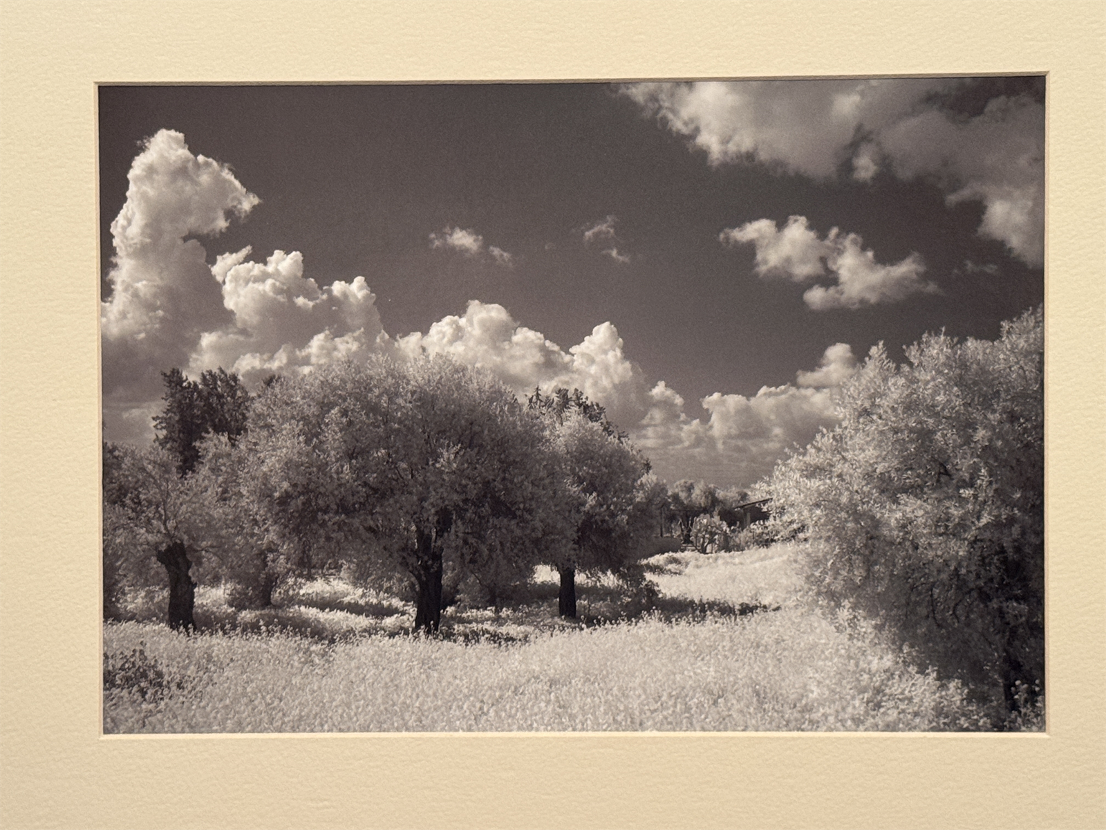 Infra red Olive Trees