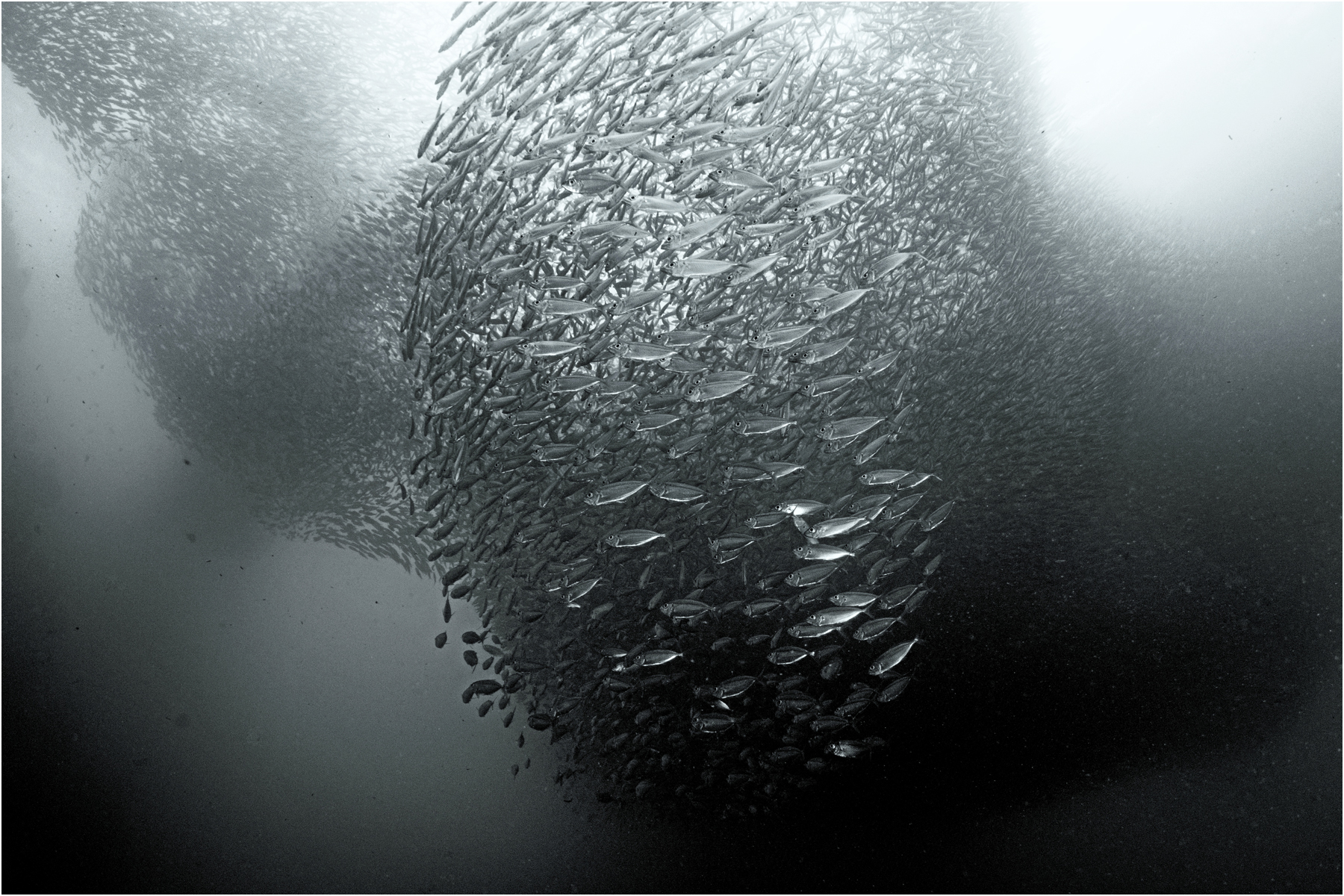 Sardine Ball