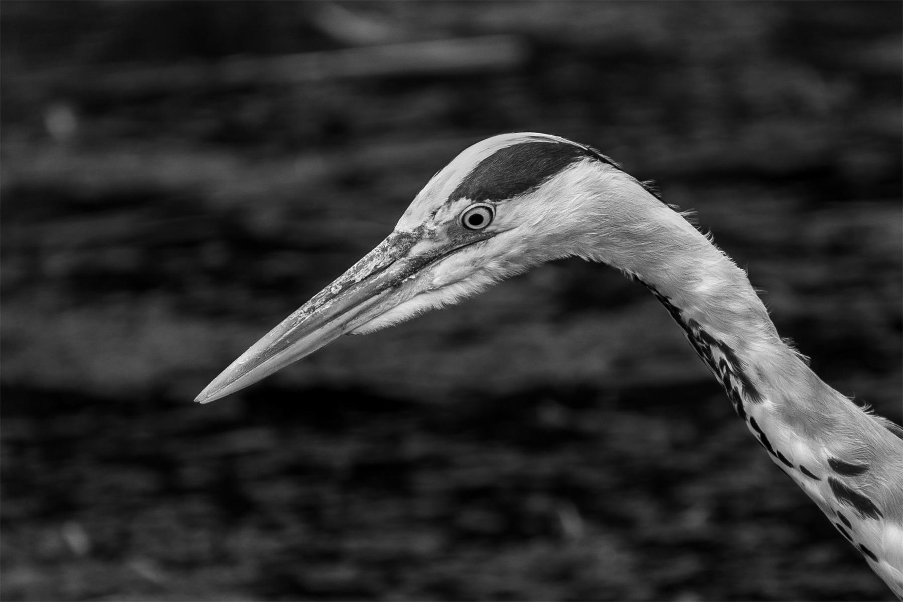 Heron Portrait