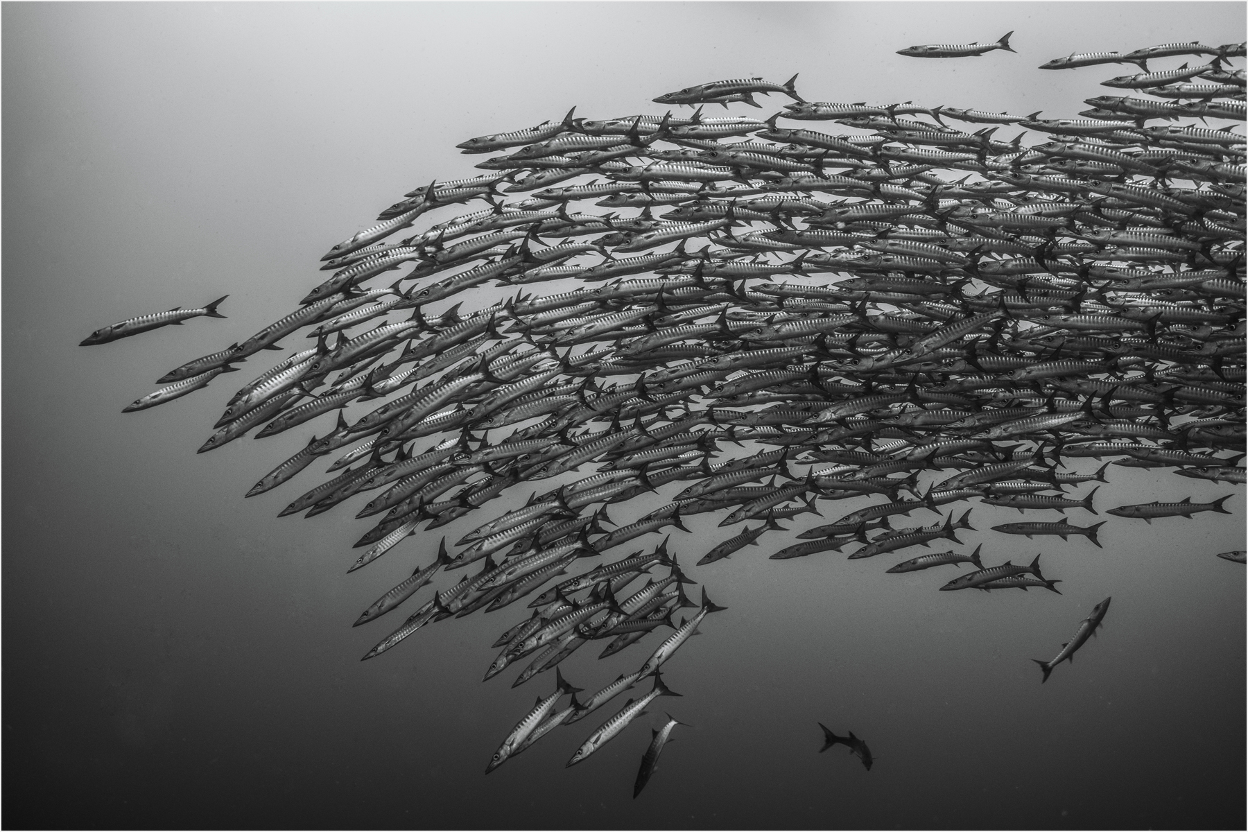 Chevron Barracuda School