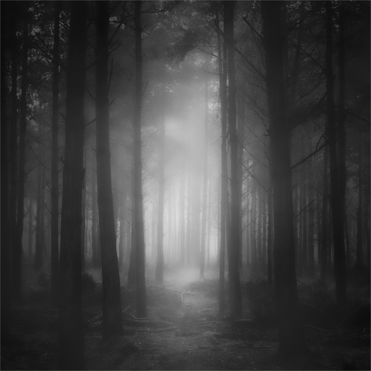 Misty Woods